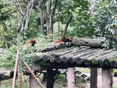 -都江堰中华大熊猫苑