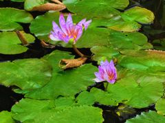 -国家植物园南园