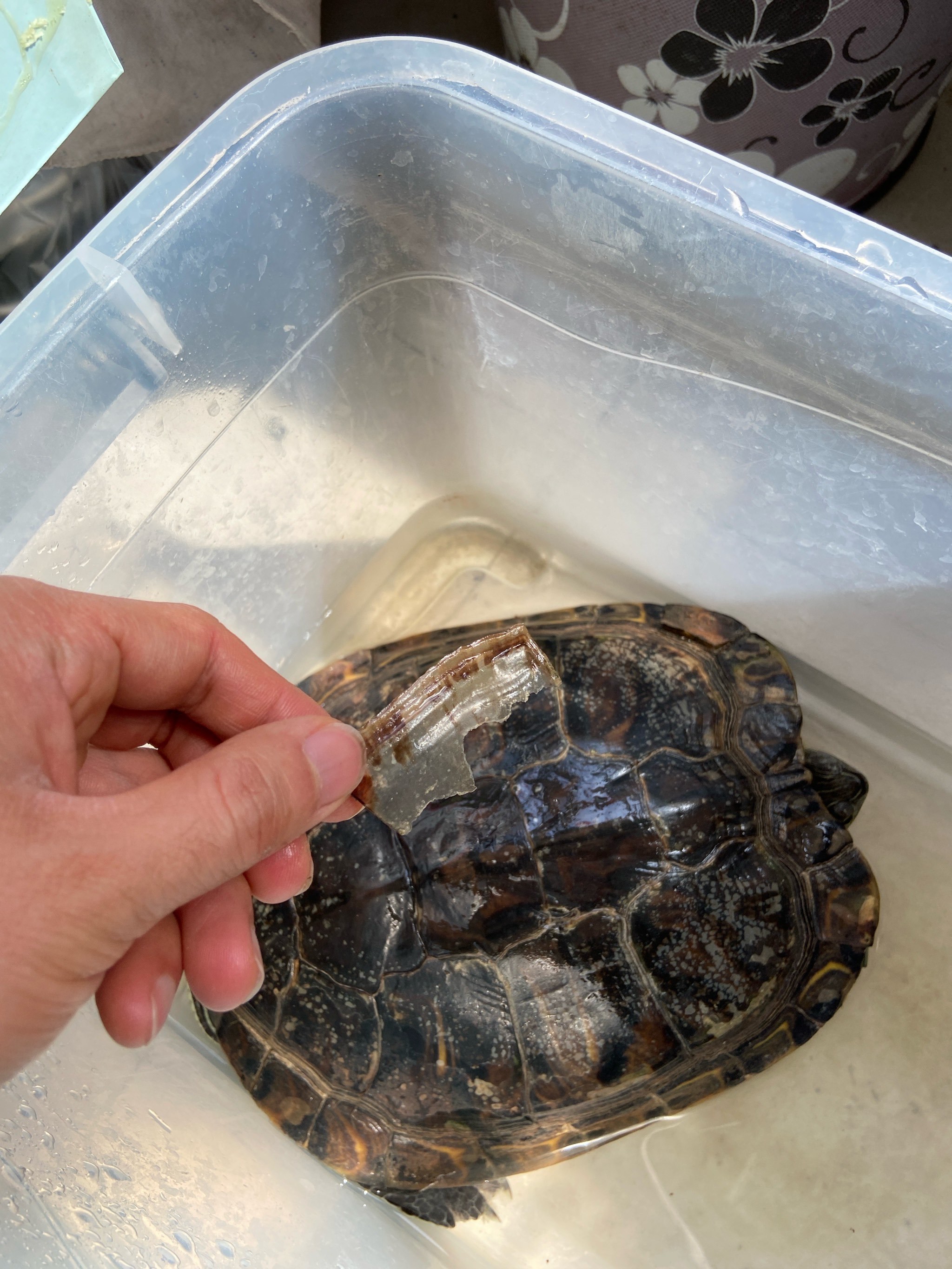 龟龟蜕壳全过程gif直击】🐢💥