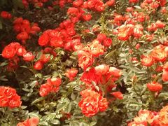 -三圣花乡旅游区