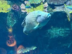 -暹罗海洋世界