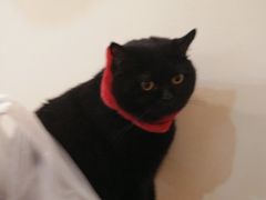 -滚猫咖啡·猫咖·猫友好撸猫(未来城店)