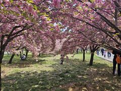 -石家庄市植物园
