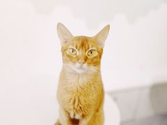 -猫房·猫吧·猫咖(龙湖时代汇店)