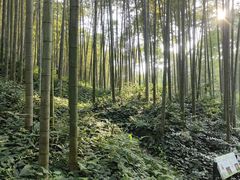 -西湖风景区十里琅珰-五云山