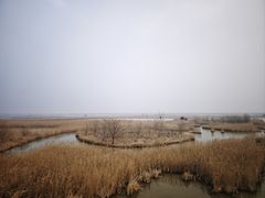 -盐城丹顶鹤湿地生态旅游区