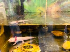 -上海大自然野生昆虫馆(东方明珠·爬宠昆虫探索中心)