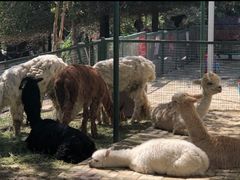 -新疆天山野生动物园