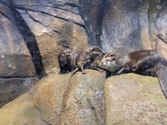 -哈尔滨波塞冬海底世界