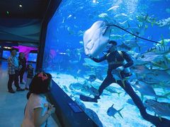 -烟台海昌鲸鲨海洋公园