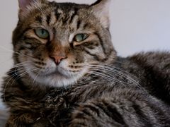 -佳怡动物医院·平价24小时·猫专科骨外科