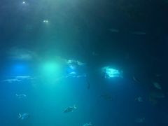 -海棠湾洲际-涛·海底餐厅·美人鱼·自助餐·海底隧道