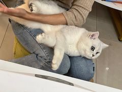 -lincat·猫舍(广州店)