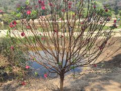 -南国桃园旅游度假区