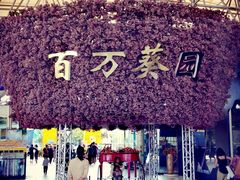 -百万葵园