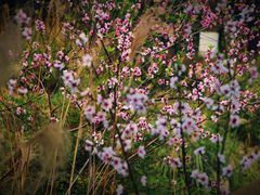 -大渡口区义渡公园