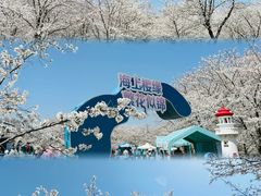 -顾村公园
