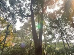 -徐家汇源景区-衡山公园