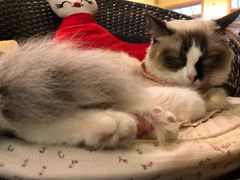 -猫色咖啡·猫咖