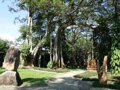 景点-瑞丽独树成林风景区