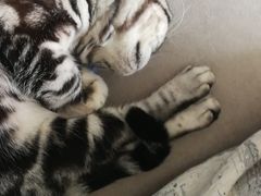 -创凡宠物医院·骨专科  猫科中心(西乡分院)