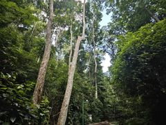 -西双版纳原始森林公园