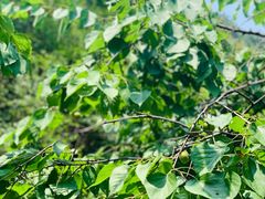 -阳台山自然风景区