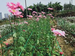 -三圣花乡旅游区