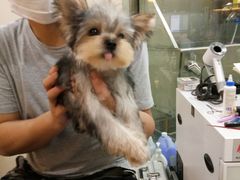 -momokira米努特·德文卷毛猫·棉花面纱犬