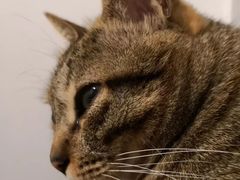 -创凡宠物医院·骨专科  猫科中心(西乡分院)