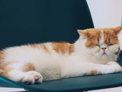 -飞行喵MR PILOT|猫舍·猫咖(静安大融城店)