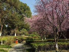 -桐乡植物园