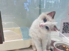 -babydoll猫舍·米努特·德文·缅因(久光中心店)