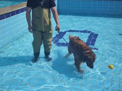 -趣玩宠物乐园寄养训犬训狗游泳池