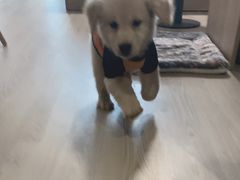 -翊宠yipet猫狗购宠庄园犬舍•猫舍