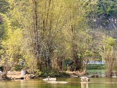 -靖西鹅泉风景区