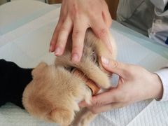 -康乐宝动物医院