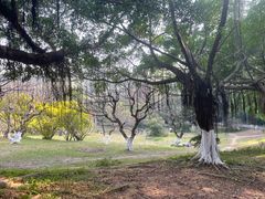 -番禺大夫山森林公园