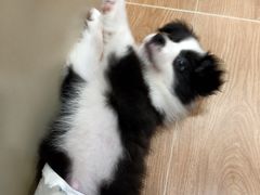 -和它·交个朋友·狗咖猫咖(爱琴海店)