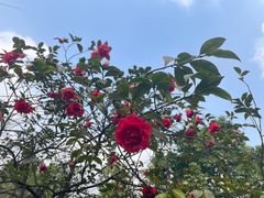-南山植物园