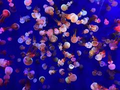 -成都浩海立方海洋公园