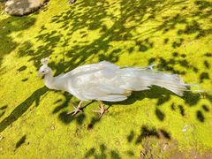 -哈尔滨北方森林动物园