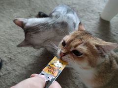 -泰国佛·塔罗·泰牌狐仙古曼