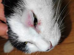 -北京观赏动物医院·24小时大型综合·猫专科·异宠专科