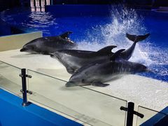 -石家庄市动物园