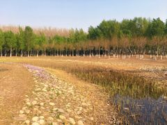 -东郊湿地公园