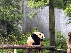 -红山森林动物园