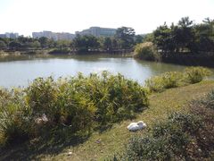 -福田红树林生态公园