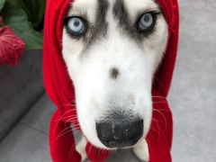 -申普宠物医院·心脏介入·心血管微创(总院)