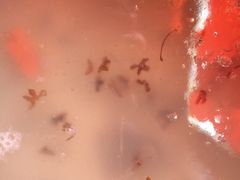 -九华山友谊土菜馆 小资餐厅